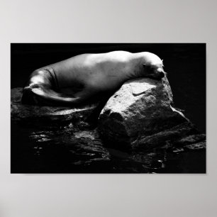 Seelöwe .1781 poster