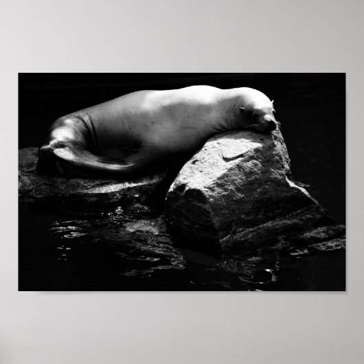 Seelöwe .1781 poster (Vorne)