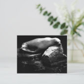 Seelöwe .1781 postkarte (Stehend Vorderseite)