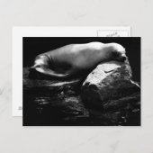 Seelöwe .1781 postkarte (Vorne/Hinten)