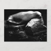 Seelöwe .1781 postkarte (Vorderseite)