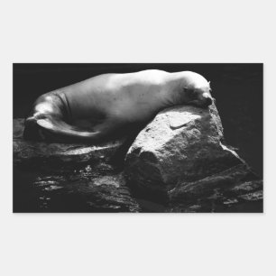 Seelöwe .1781 rechteckiger aufkleber