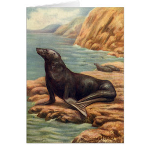 Seelöwe am Meeresufer, Vintage Meeres Säugetiere