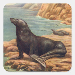 Seelöwe am Meeresufer, Vintage Meeres Säugetiere Quadratischer Aufkleber