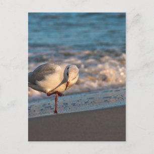 Seelöwe an der Ostsee Postkarte