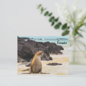 Seelöwe auf den Galapagos-Inseln Ecuador Postkarte (Stehend Vorderseite)