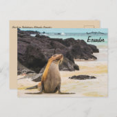 Seelöwe auf den Galapagos-Inseln Ecuador Postkarte (Vorne/Hinten)
