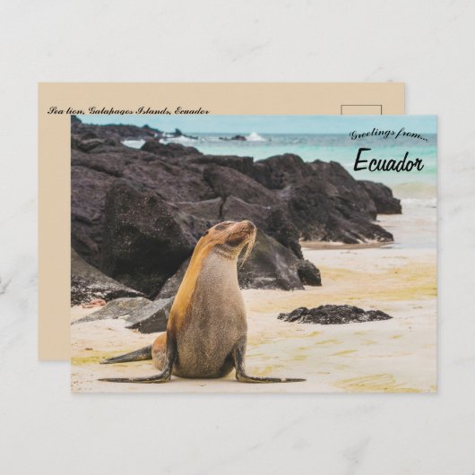 Seelöwe auf den Galapagos-Inseln Ecuador Postkarte (Vorne/Hinten)