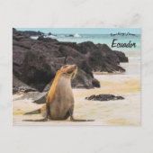 Seelöwe auf den Galapagos-Inseln Ecuador Postkarte (Vorderseite)