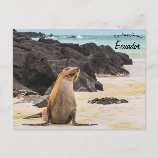 Seelöwe auf den Galapagos-Inseln Ecuador Postkarte (Vorderseite)