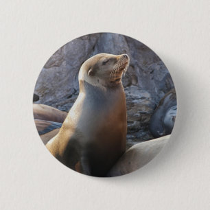 Seelöwe Button