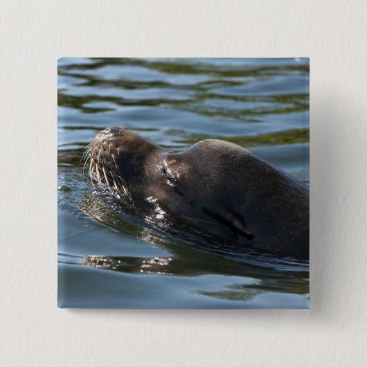 Seelöwe Button (Vorderseite)