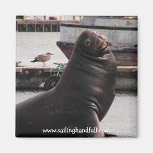 Seelöwe, der Handvoll segelt Magnet