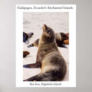 Seelöwe, der seine Halsmuskeln sich entspannt Poster