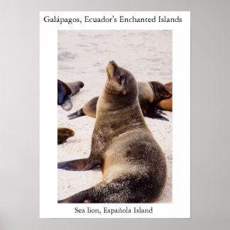 Seelöwe entspannt seine Nackenmuskeln Poster