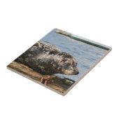 Seelöwe Fliese (Seite)