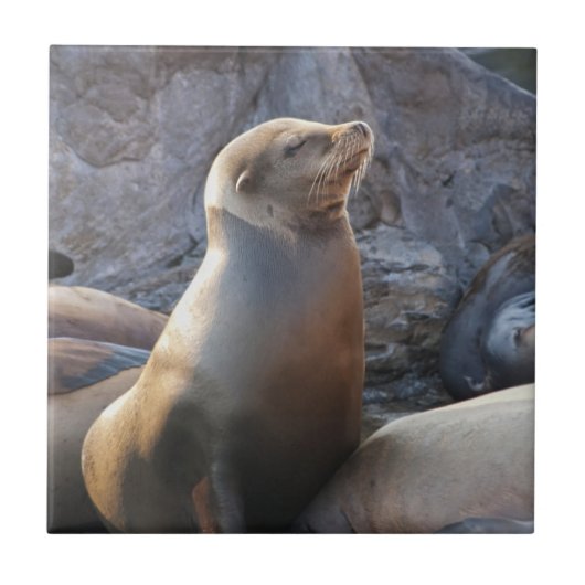 Seelöwe Fliese (Vorderseite)