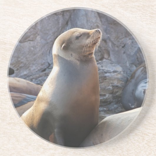 Seelöwe Getränkeuntersetzer (Vorne)