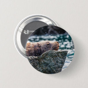 Seelöwe in der Auferstehungsbucht, Alaska Button
