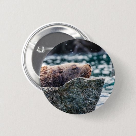 Seelöwe in der Auferstehungsbucht, Alaska Button (Vorne & Hinten)