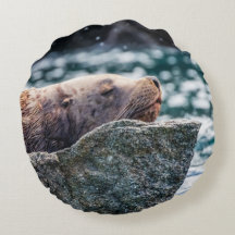 Seelöwe in der Auferstehungsbucht, Alaska