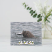 Seelöwe isst in Alaska einen Lachs Postkarte (Stehend Vorderseite)