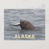 Seelöwe isst in Alaska einen Lachs Postkarte (Vorderseite)
