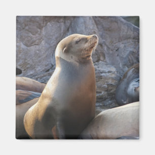 Seelöwe Magnet