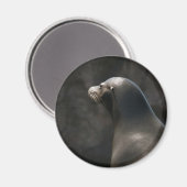 Seelöwe Magnet (Vorderseite/Rückseite)