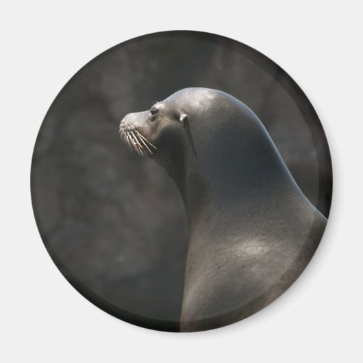 Seelöwe Magnet (Vorne)
