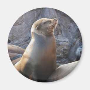 Seelöwe Magnet