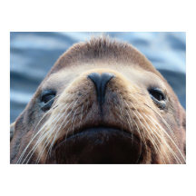 Seelöwe mit Herz-geformt Nase