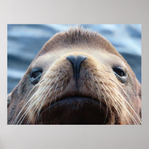 Seelöwe mit Herz-geformt Nase Poster