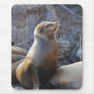 Seelöwe Mousepad