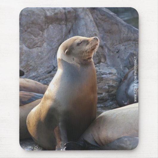 Seelöwe Mousepad (Vorne)