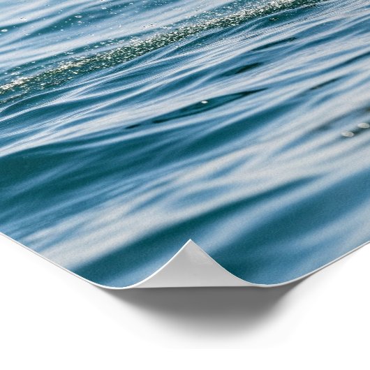 Seelöwe Poster (Ecke)