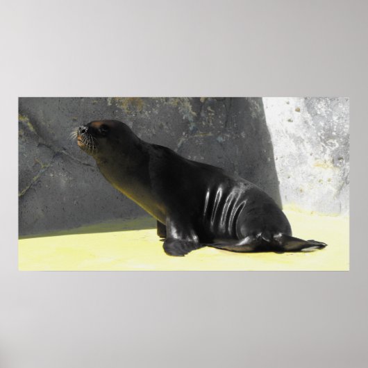 Seelöwe Poster (Vorne)