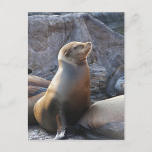 Seelöwe Postkarte