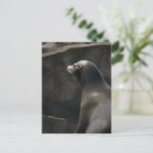 Seelöwe Postkarte (Stehend Vorderseite)