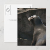 Seelöwe Postkarte (Vorne/Hinten)