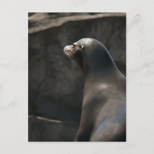 Seelöwe Postkarte (Vorderseite)