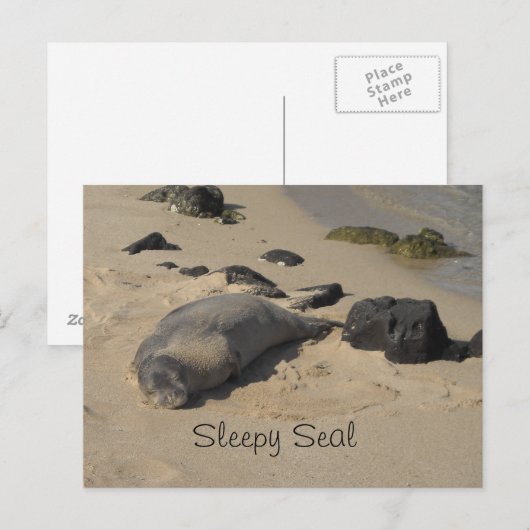 Seelöwe Postkarte (Vorne/Hinten)