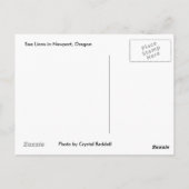 Seelöwe-Postkarte Postkarte (Rückseite)