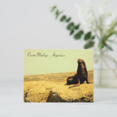 Seelöwe Puerto Madryn - Argentinien Postkarte (Stehend Vorderseite)