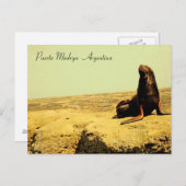 Seelöwe Puerto Madryn - Argentinien Postkarte (Vorne/Hinten)