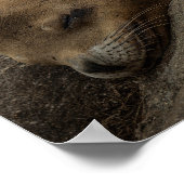 Seelöwe - Schlafende Wildtiere Fotografie Poster (Ecke)