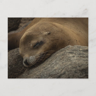 Seelöwe - Schlafende Wildtiere Fotografie Postkarte