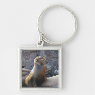Seelöwe Schlüsselanhänger