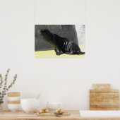 Seelöwe sitzend poster (Küche)