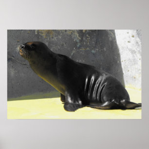 Seelöwe sitzend poster